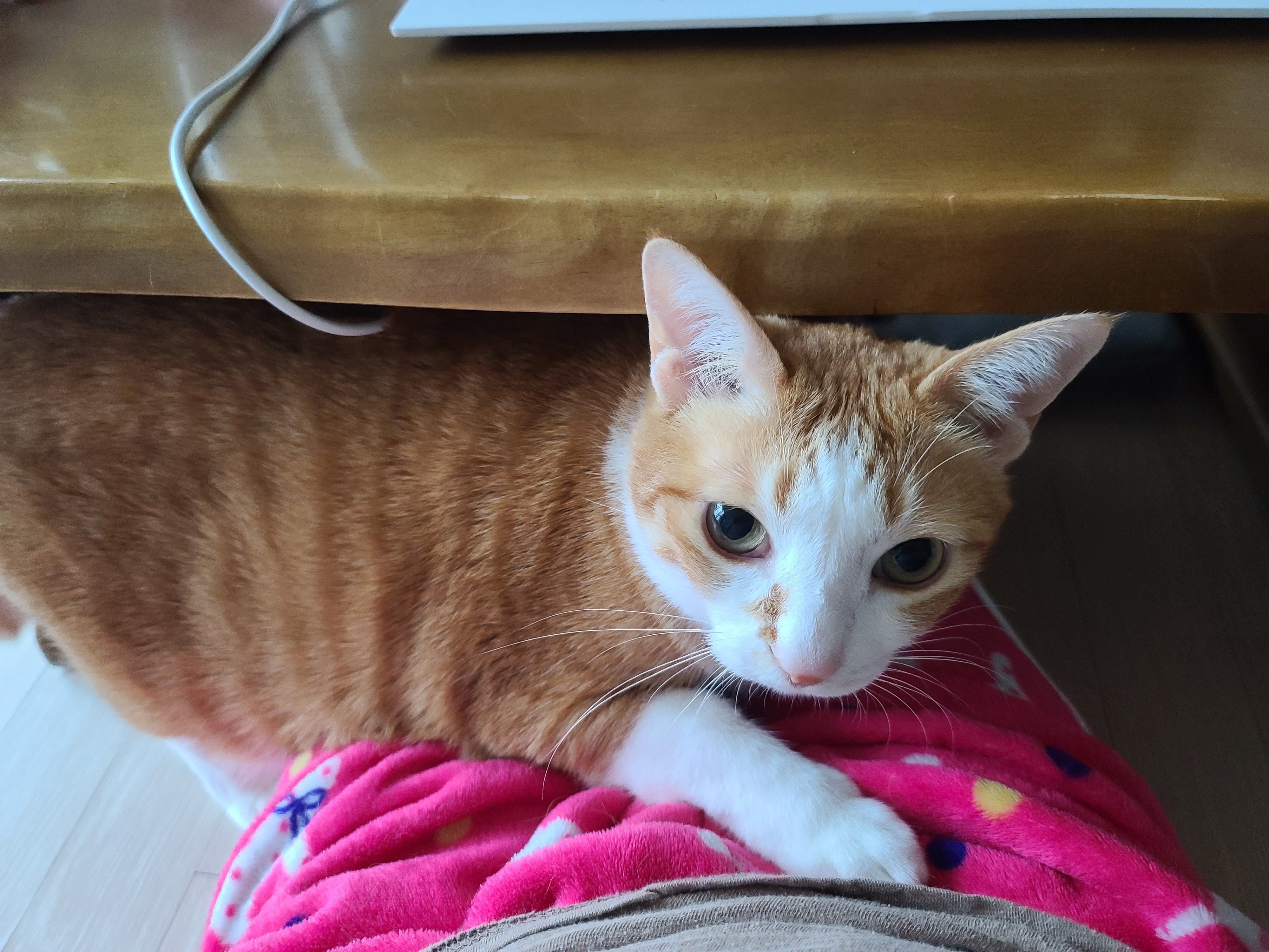 엄마 집사 무릎위 치즈냥이들 (feat. 무릎냥이들)