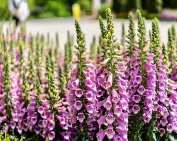 퍼스트가든 봄꽃축제 블루밍가든_14