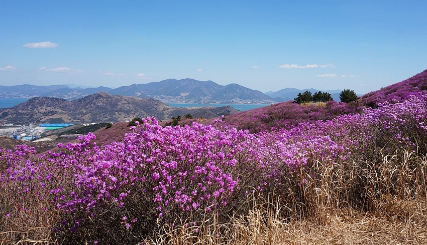 영취산 진달래