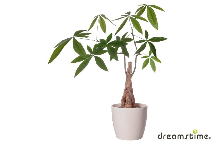 파키라