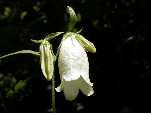 종꽃, 캄파눌라