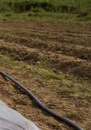 가을당근 파종시기