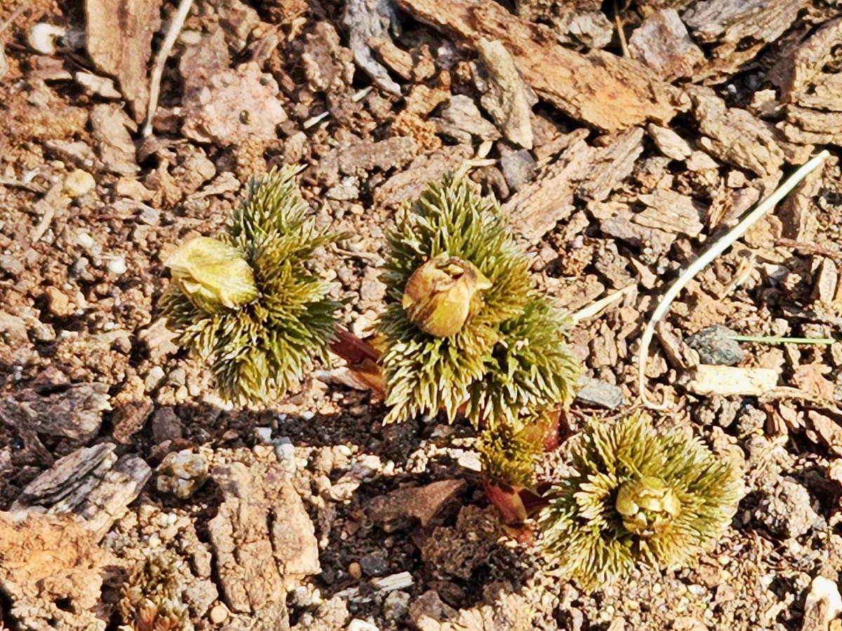 개복수초(가지복수초)