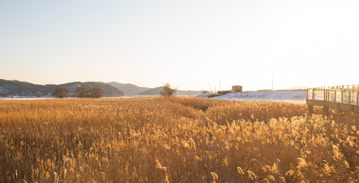 충남 서천 신성리갈대밭