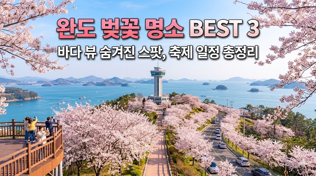 완도 벚꽃