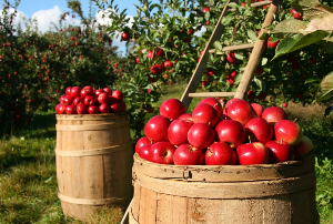 사과농장에 사과가 많이 수확되고 있다