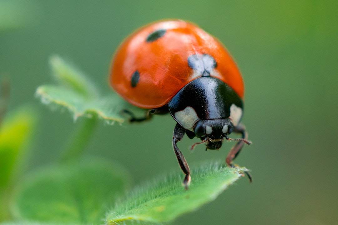 bug