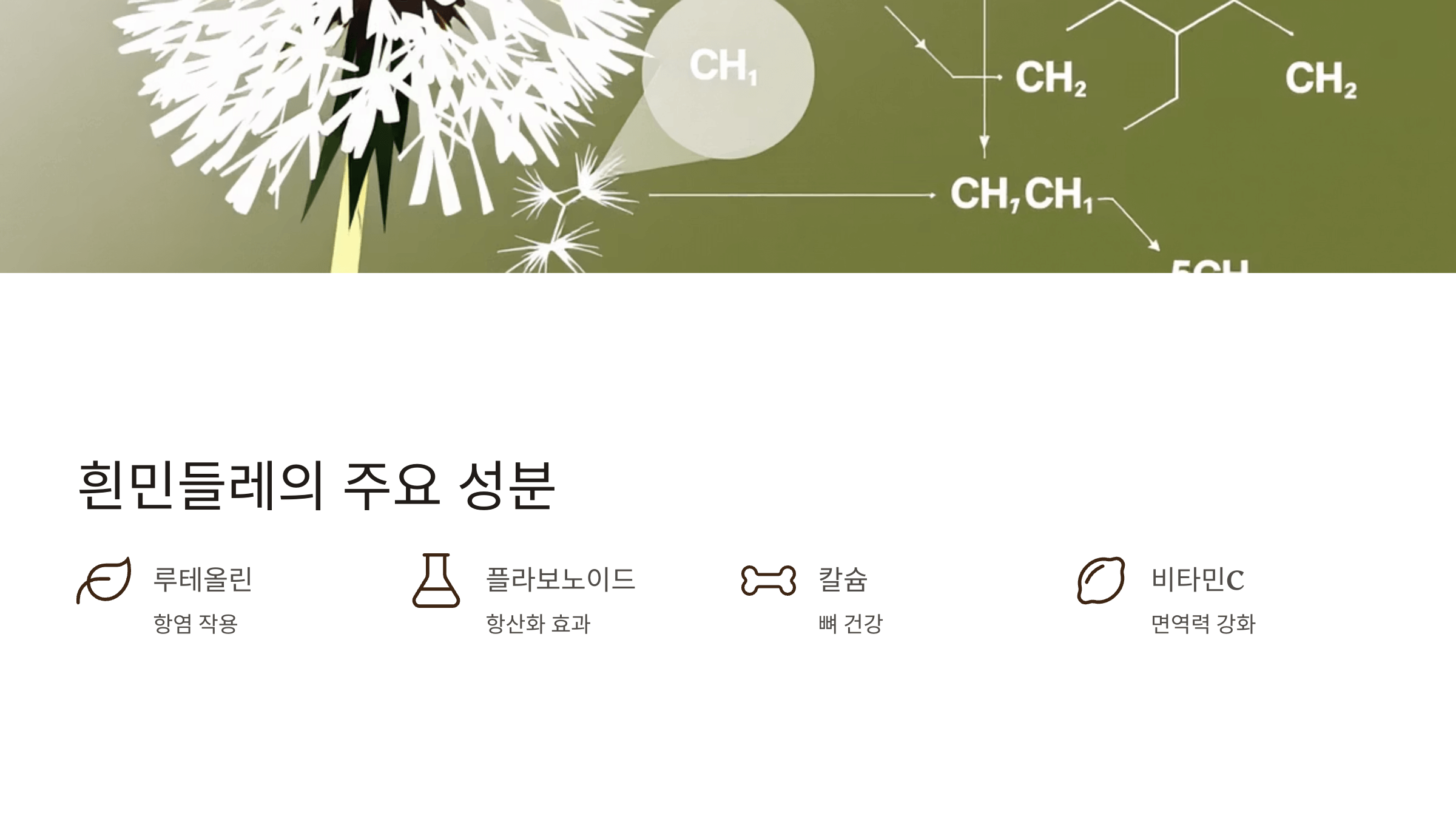 흰민들레 사진입니다.