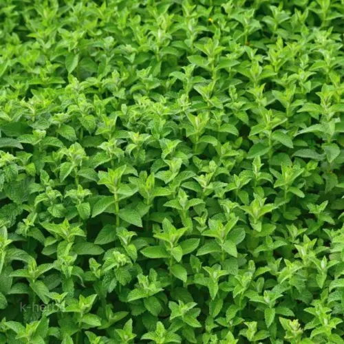 재배중인 페퍼민트