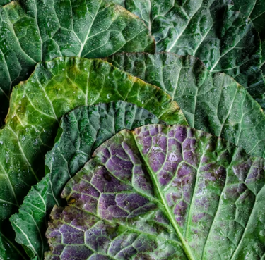 대상포진 후 신경통에 좋은 음식 영양제 식단