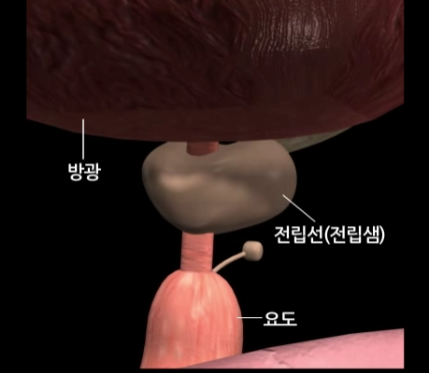 전립선 비대증 약물