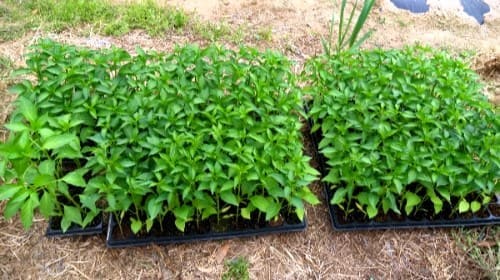 고추-모종심기-빅스타고추-아삭이고추-오이고추