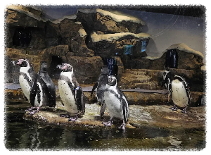 아쿠아플라넷 광교 