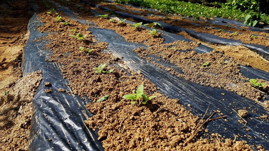 참깨 파종시기 – 고온성 작물, 늦서리 지나야 파종 적기