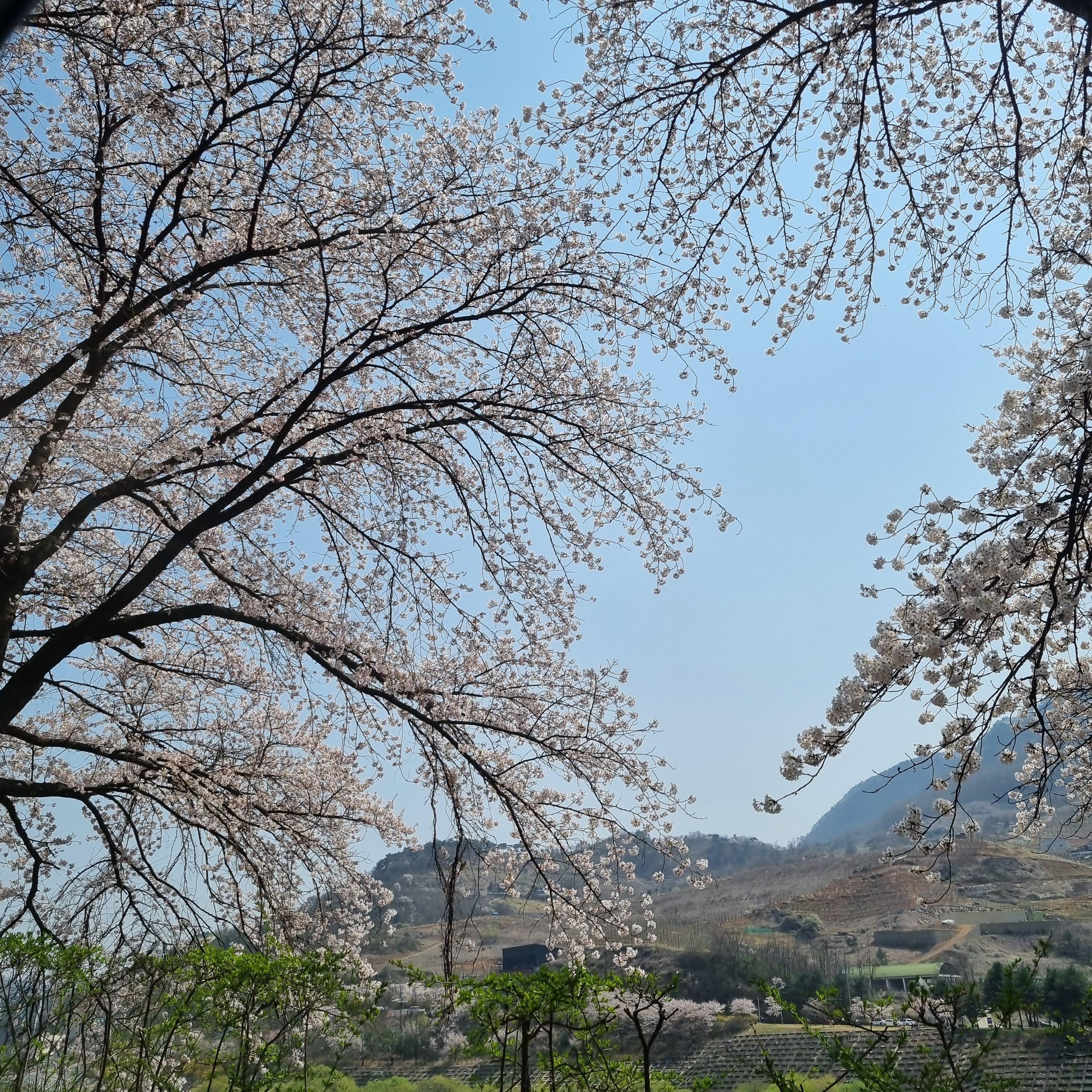 충주 벚꽃 개화