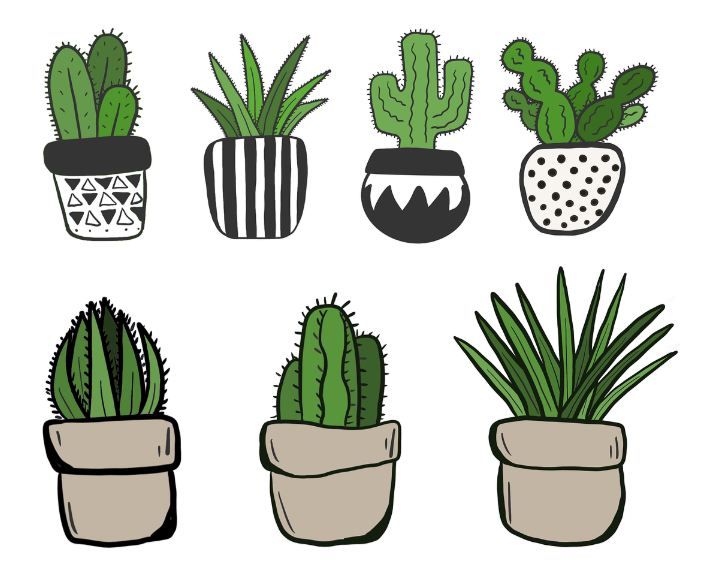 반려식물 입양 전 체크해야 할 5가지 질문