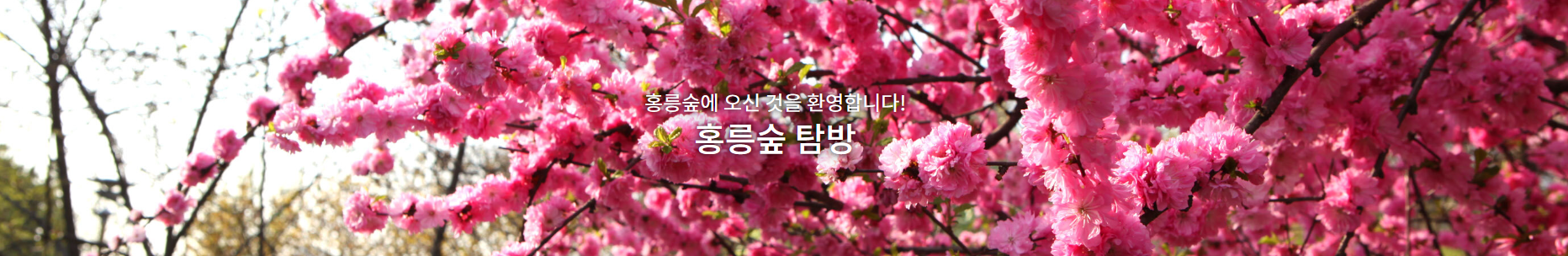 홍릉숲
