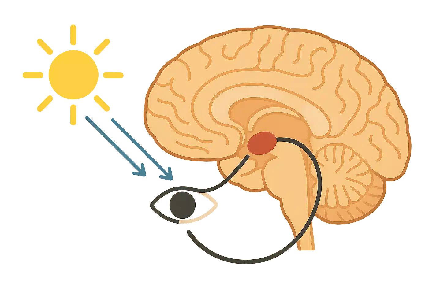 뇌 속 시교차상핵(SCN) 위치 강조, 빛 자극 → 멜라토닌 분비 흐름