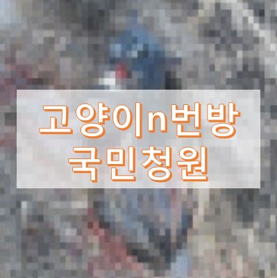 고양이 n번방