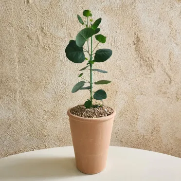 화분 귀가 후 점검 흙수분상태 잎건강확인 병해충 빠른대처 요령_8