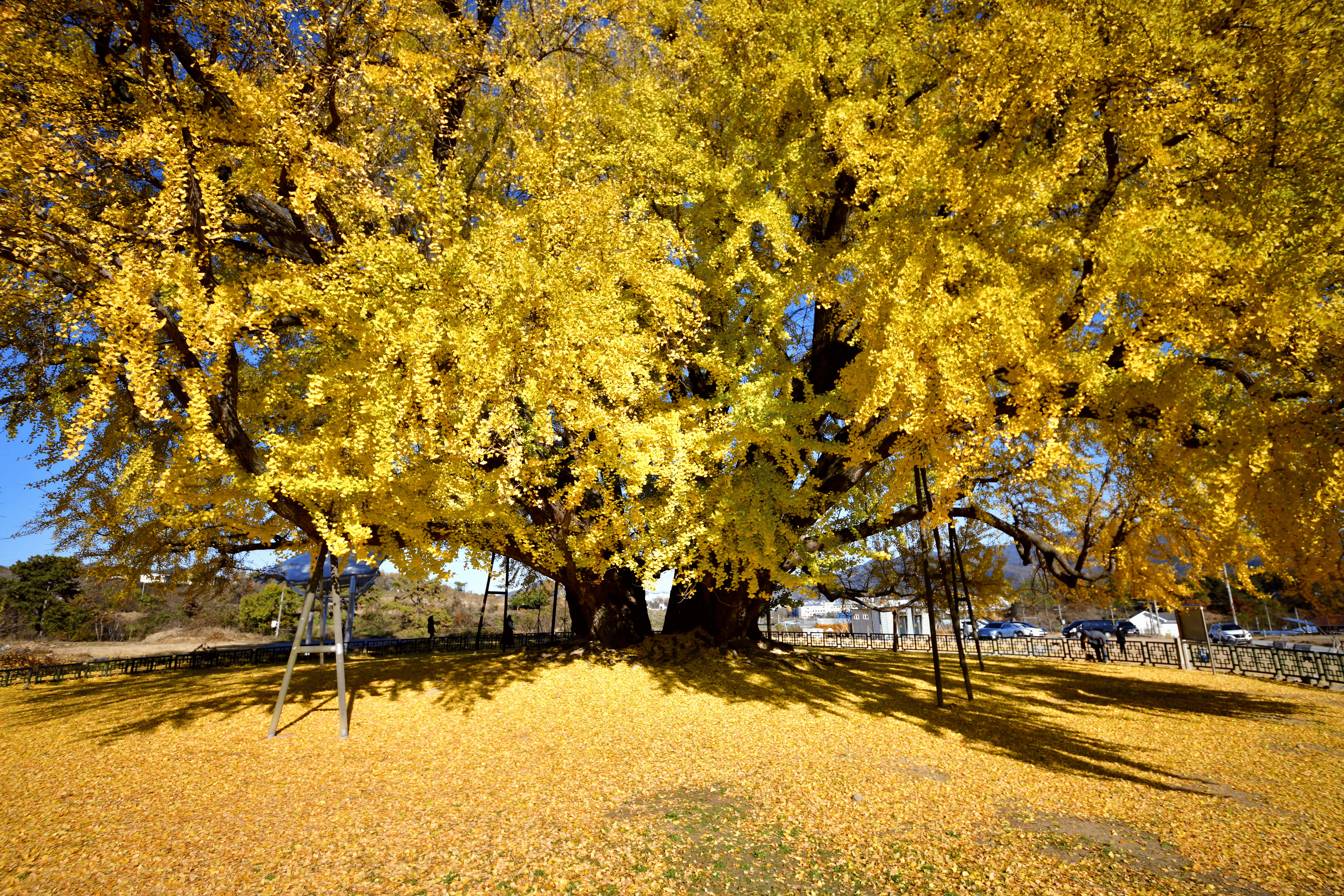 반계리 은행나무