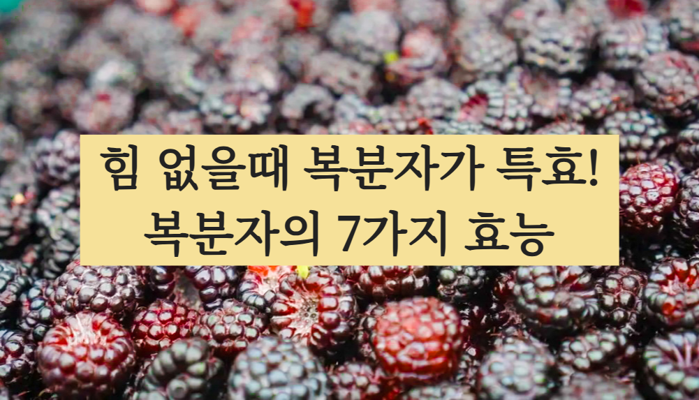 복분자 효능