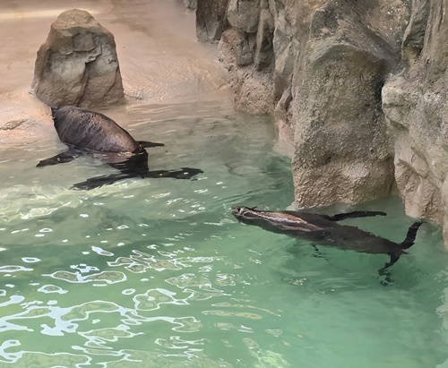 과천서울대공원동물원물개
