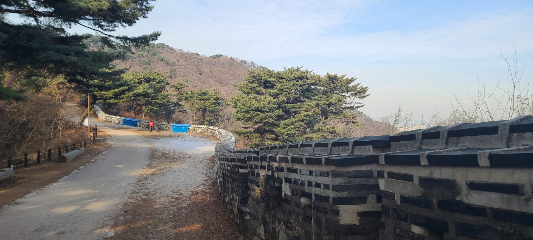 반려견 산책 관련 사진