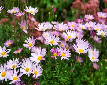 아침고요수목원 국화축제_2