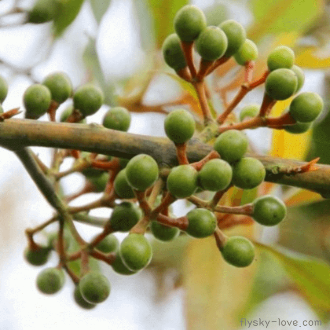메이창 (May chang), 메이창 오일