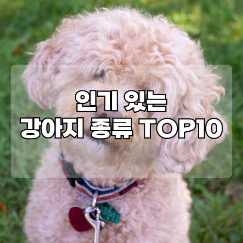 인기있는-강아지-종류-TOP10
