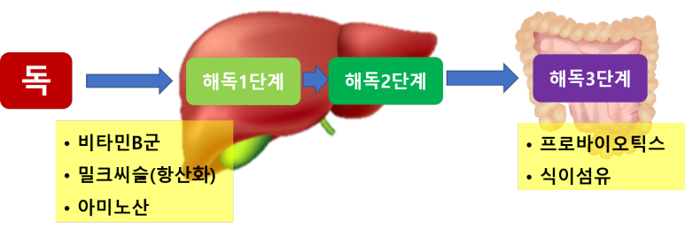 우리몸의 해독 3단계