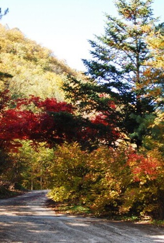 숲나들e 국립 자연휴양림 목록, 가족 나들이·캠핑 최적지 추천 관련사진