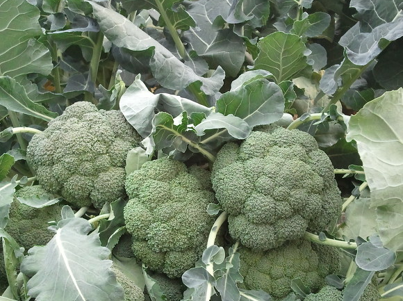 브로콜리 효능 및 부작용