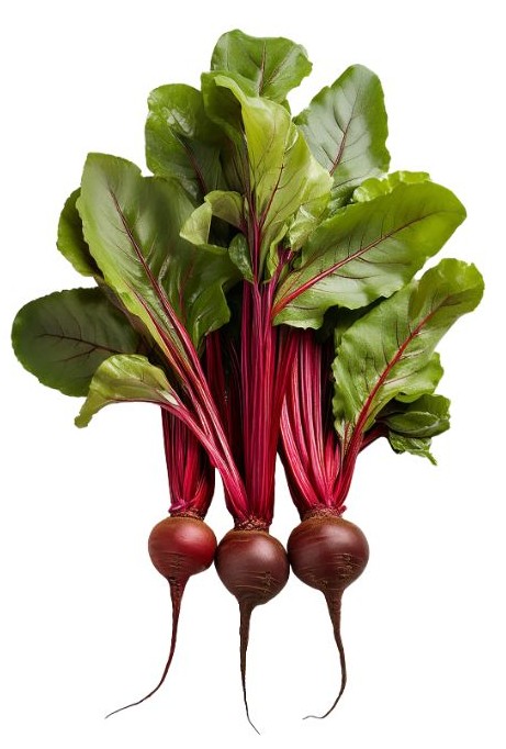 비트 효능의 이해를 위한 비트 이미지