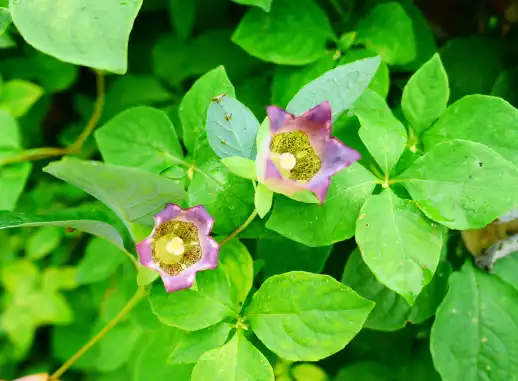 더덕 효능과 부작용&amp;#44; 먹는방법