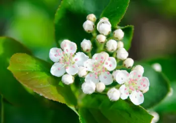 아로니아 효능 및 영양소&amp;#44; 먹는 방법