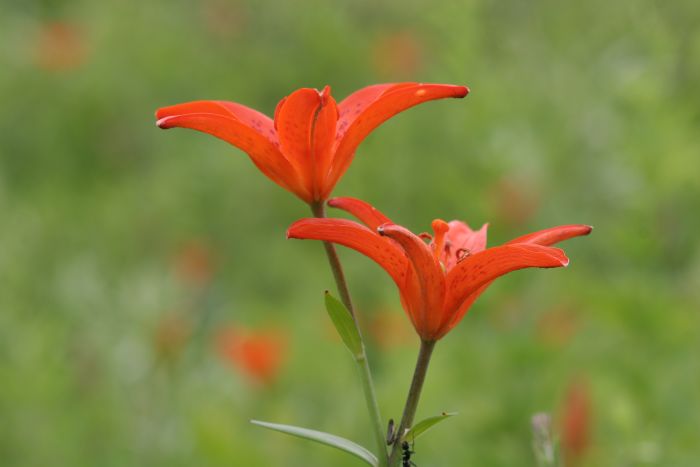 하늘나리