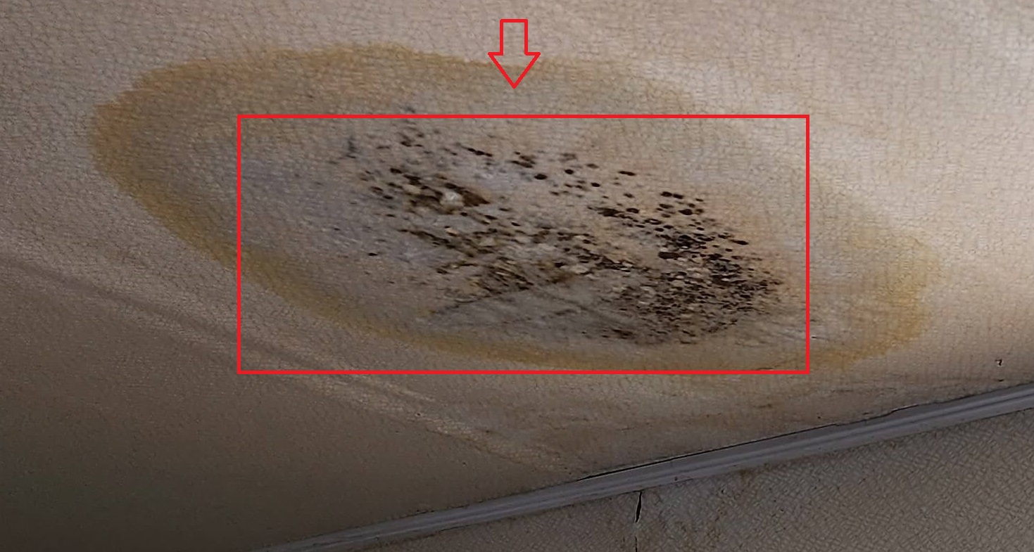 곰팡이 제거제 젤형태 벽지 천장2