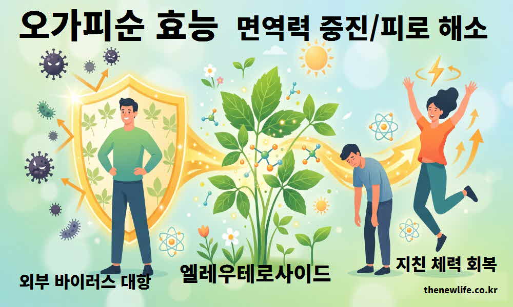 오가피순 효능 면역력 증진 피로 해소