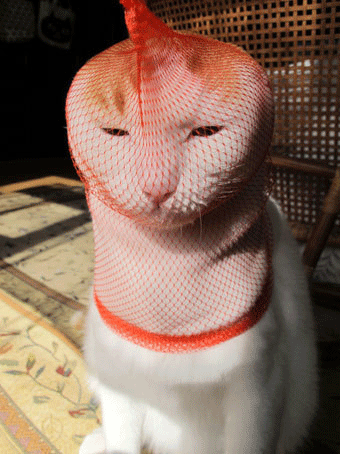 고양이 웃긴 행동&#44;웃긴 고양이 사진&#44;귀여운 고양이 사진 및 고양이 종류