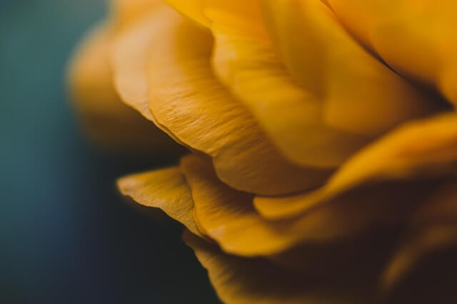 꽃2