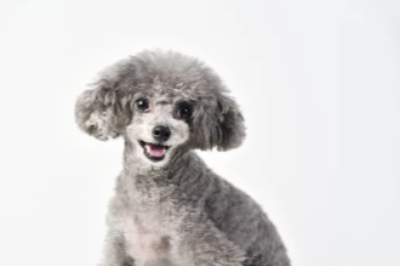 회색 토이푸들 사진