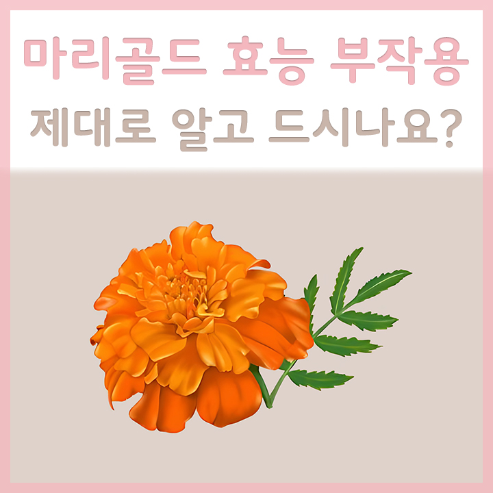 마리골드