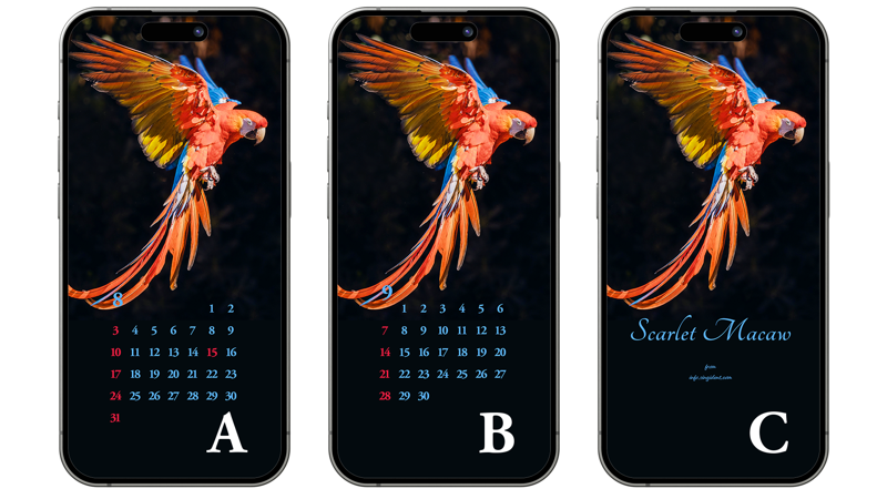 10 날개짓하는 스칼렛 마카우 ABC - 2025년8월 아이폰배경화면