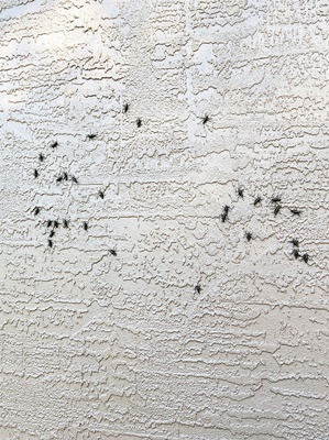 말라리아모기 주의보