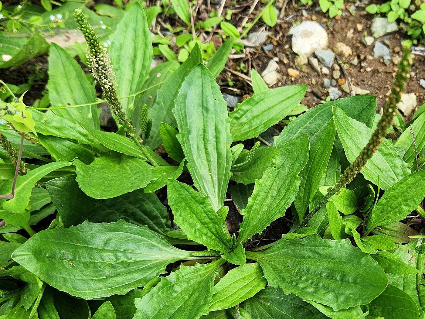 질경이 Asian plantain