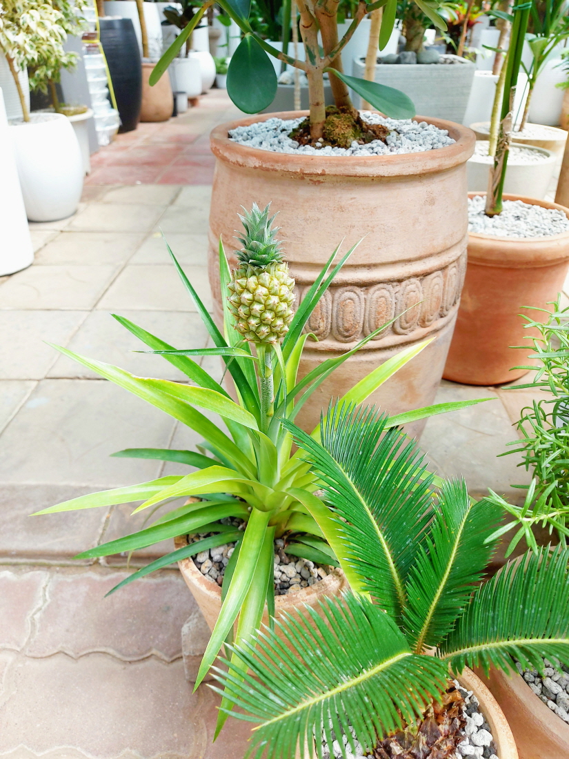 양재꽃시장 파인애플