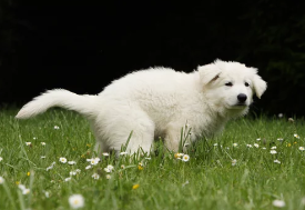 강아지 /출처:어도비스톡