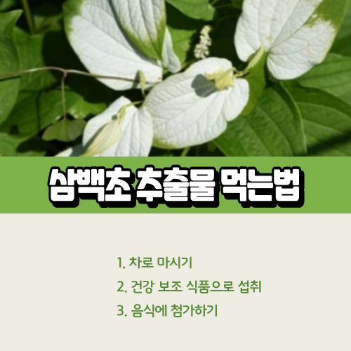 삼백초추출물 먹는법